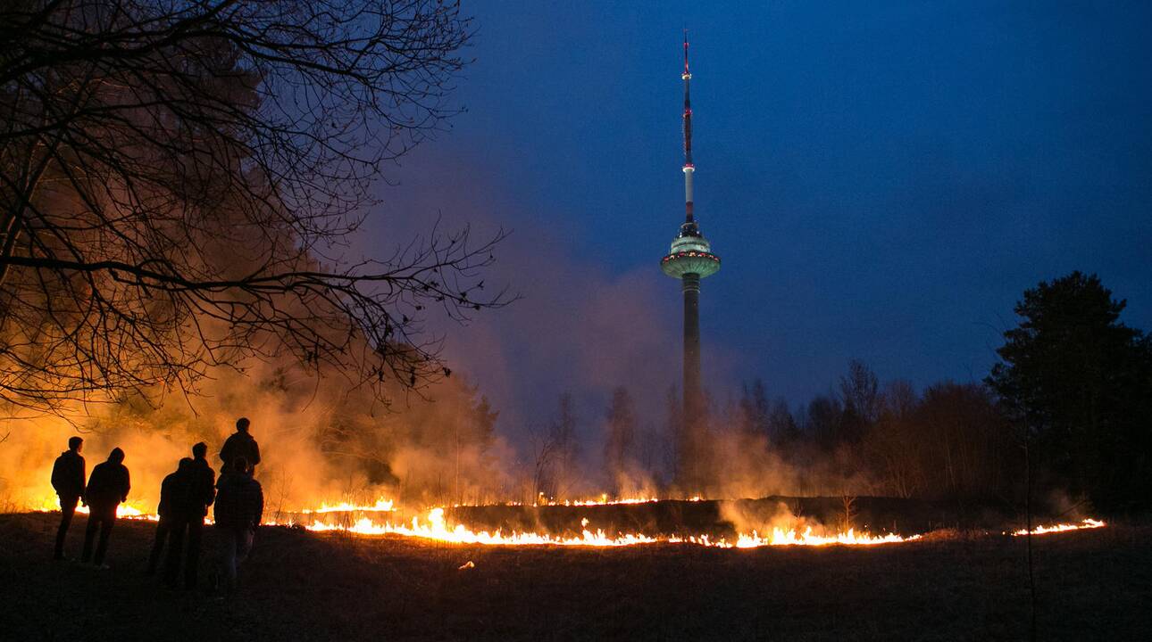 Lazdynuose liepsnojo žolė