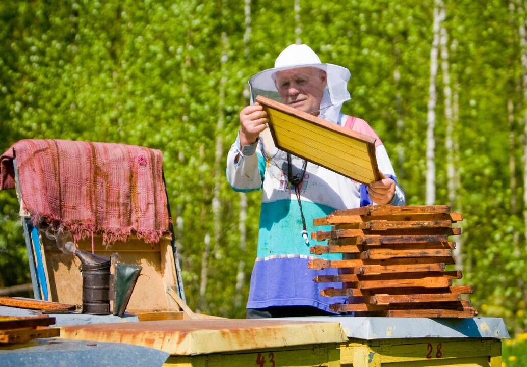 Šiemetinis medunešis bitininkų nedžiugina