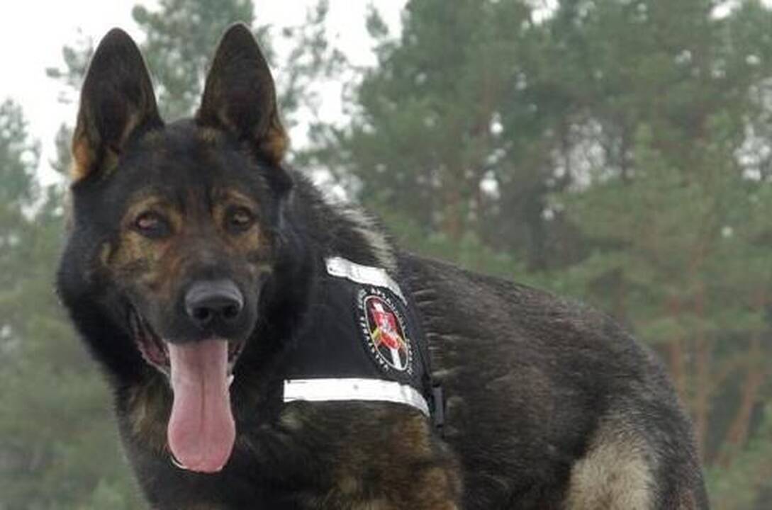 Pasieniečių šuo susekė dar vieną nelegalą