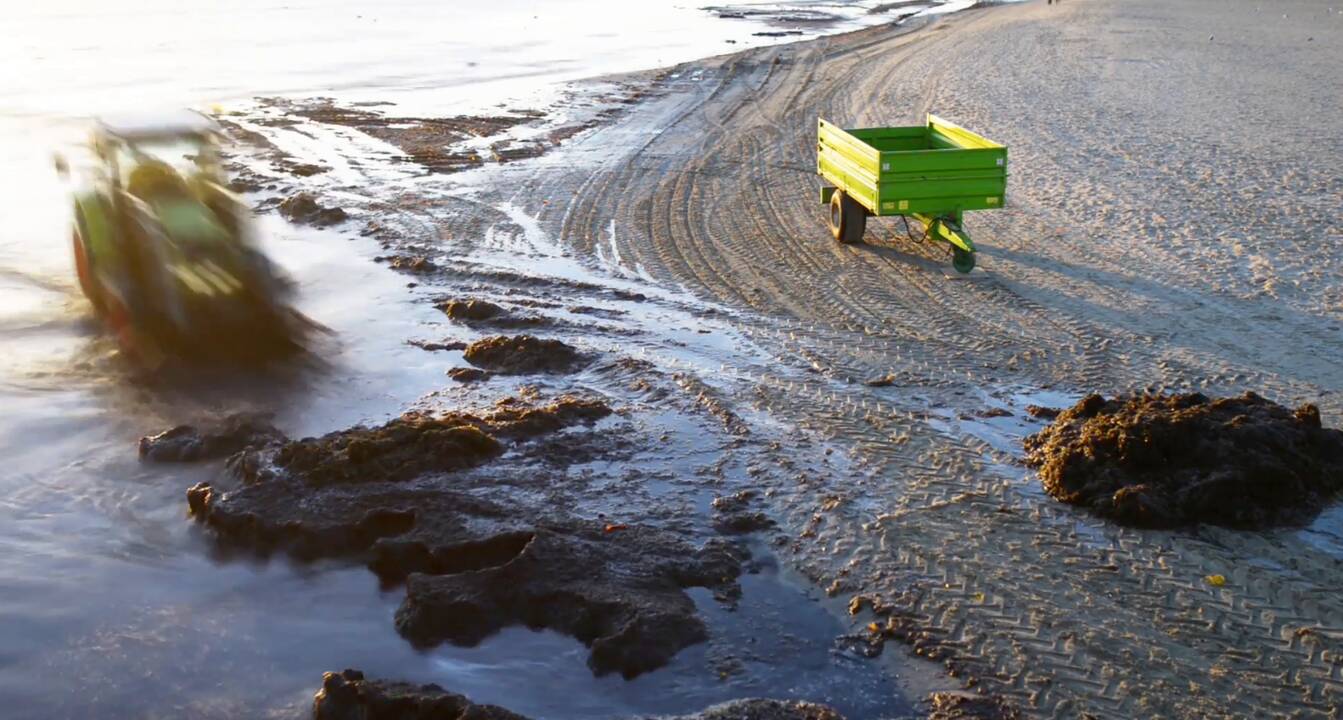 Lenkija dėl dumblių uždarė paplūdimius, Lietuvai grėsmės nėra