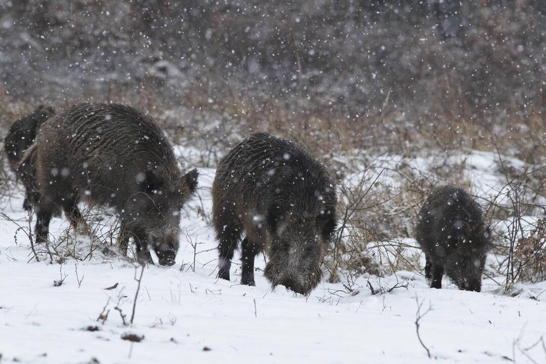 Svarstys, kokia tvarka medžiotojams skirti išmokas