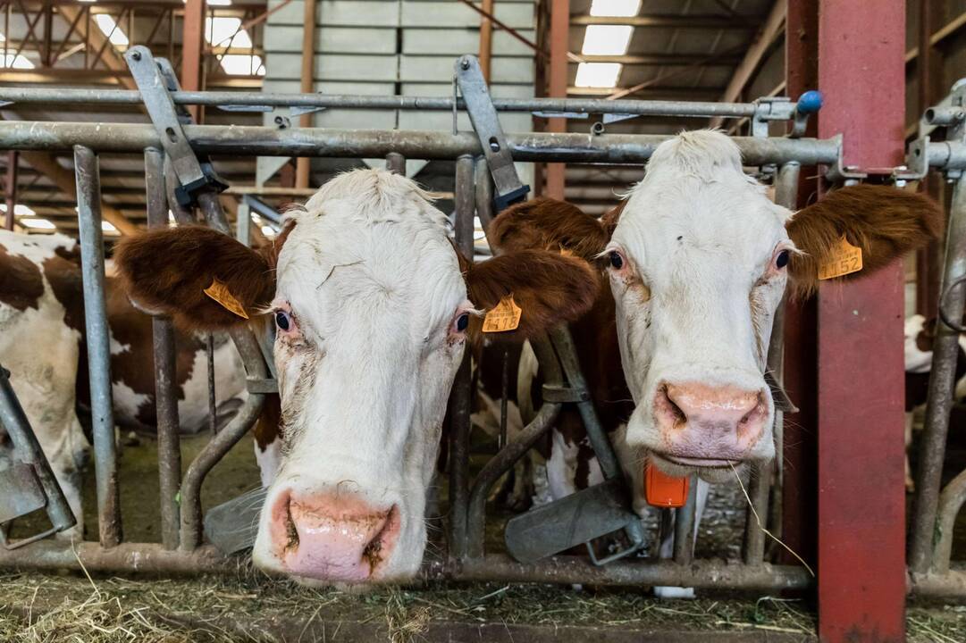 Prancūzijoje fiksuojami juodligės protrūkiai, Lietuvai pavojus negresia?