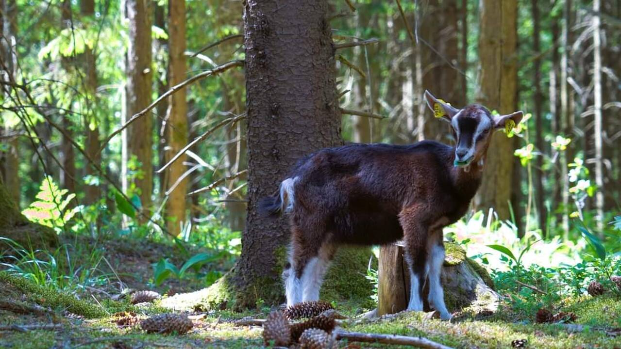  Įprotis: kai su ožkomis daug bendraujama, jos prisiriša prie žmonių, mielai visur kartu vaikšto ir į mišką nebėga.