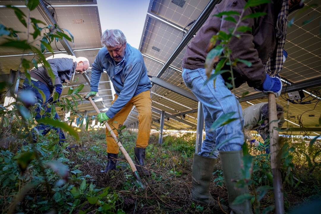 Kompromisas: Noordmanshoeko energijos sode saulės kolektoriai užima 54 proc. ploto – itin mažai, kad liktų vietos gamtai ir vietinėms rūšims.