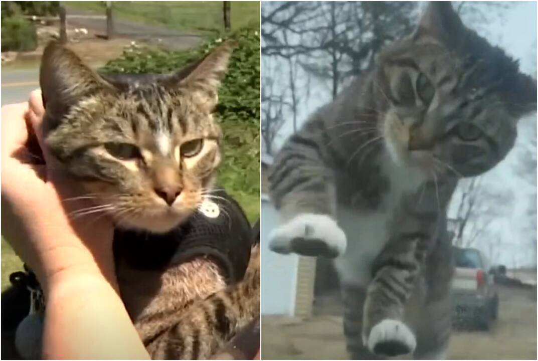 Dingusio katino savininkė negalėjo patikėti, kur atsidūrė jos augintinis: kaip tai?