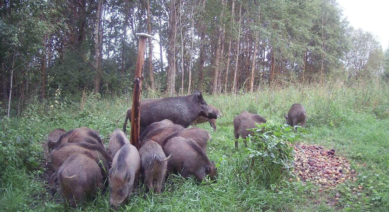 Pomėgis: įsigijusi sodybą K. Rudokaitė filmuoja ir fotografuoja  gyvąją gamtą. 