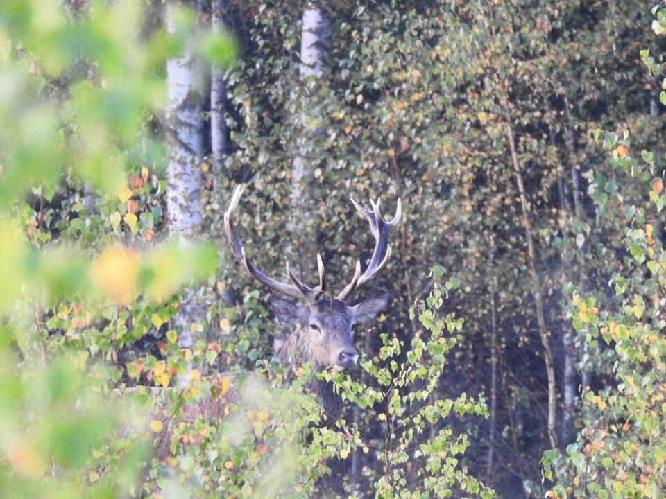 Pomėgis: įsigijusi sodybą K. Rudokaitė filmuoja ir fotografuoja  gyvąją gamtą. 