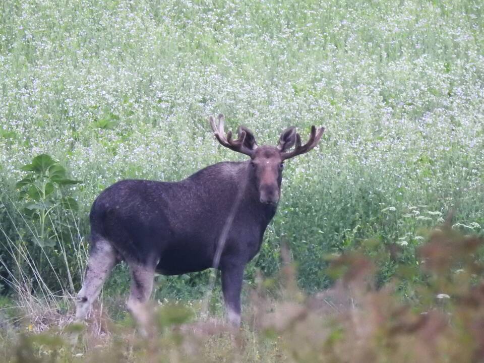Pomėgis: įsigijusi sodybą K. Rudokaitė filmuoja ir fotografuoja  gyvąją gamtą. 
