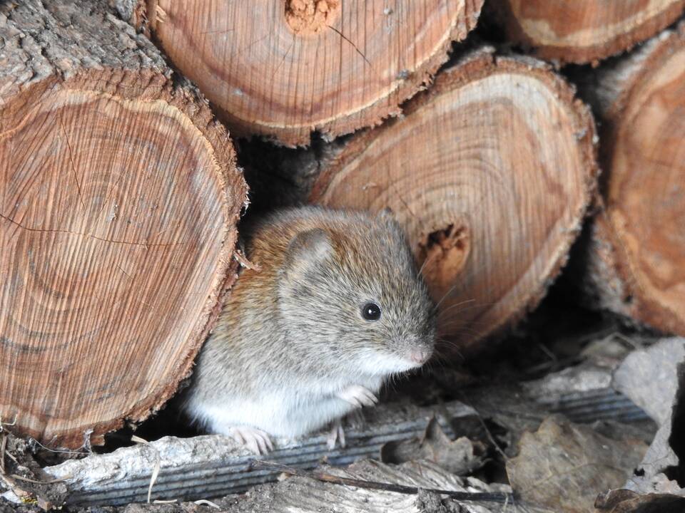Pomėgis: įsigijusi sodybą K. Rudokaitė filmuoja ir fotografuoja  gyvąją gamtą. 