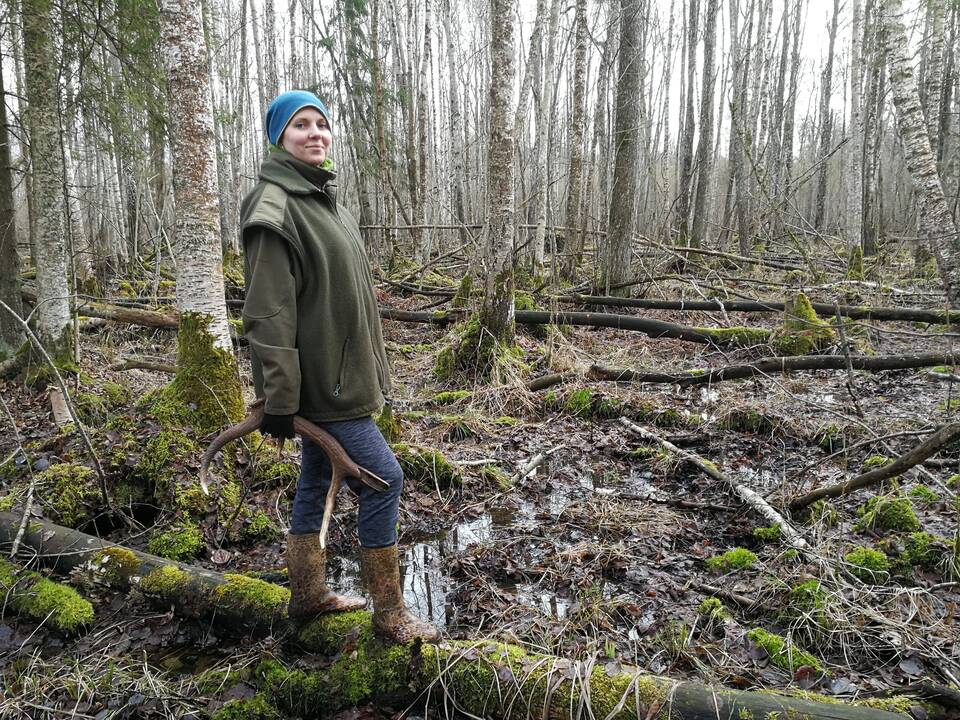 Pasikiškiakopūsteliaudama: kadangi rastų ragų vyras Sigitai neduoda, tenka eiti į mišką ir ieškoti jų pačiai. Laiminga akimirka su radiniu. 
