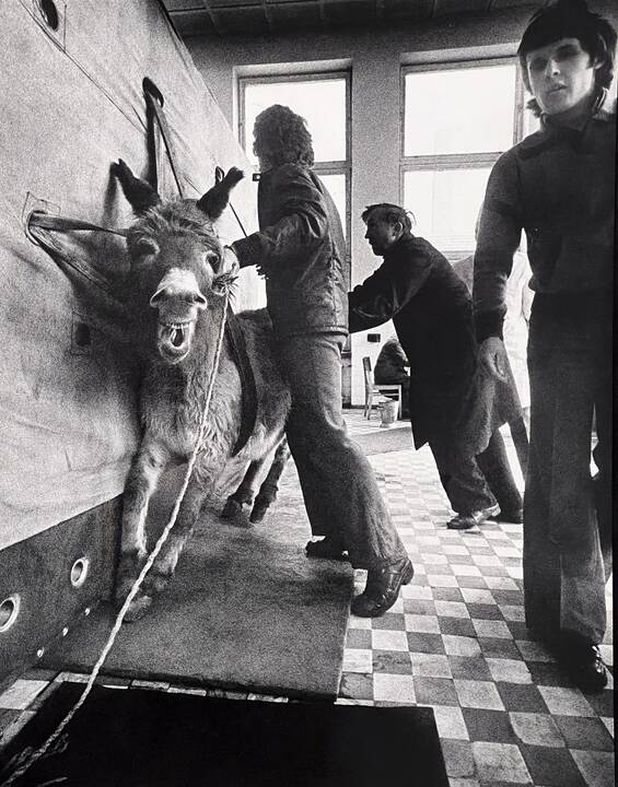 Kauno veterinarijos klinikose, 1989 m.