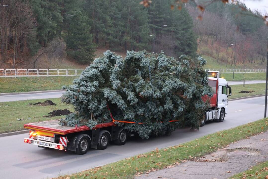 Atvyko: Vienybės aikštėje greitai prasidės eglutės puošimo darbai.