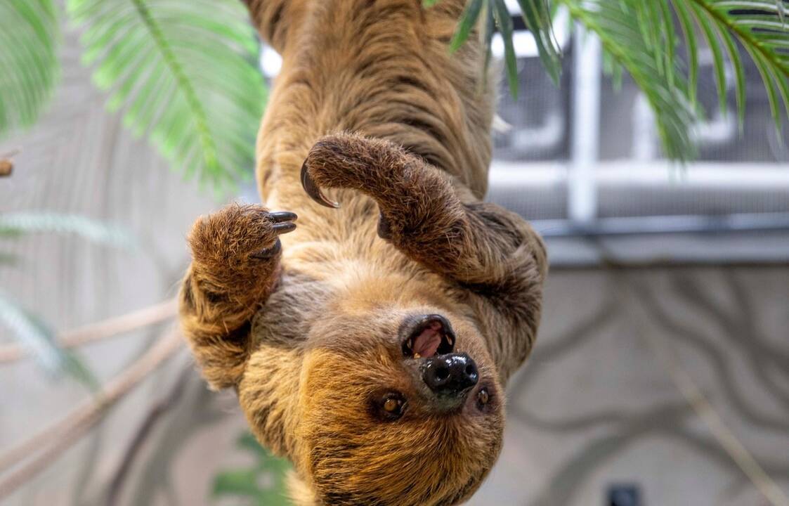 Gyventojai: Lietuvos zoologijos sode galima susipažinti maždaug su 230 gyvūnų rūšių.