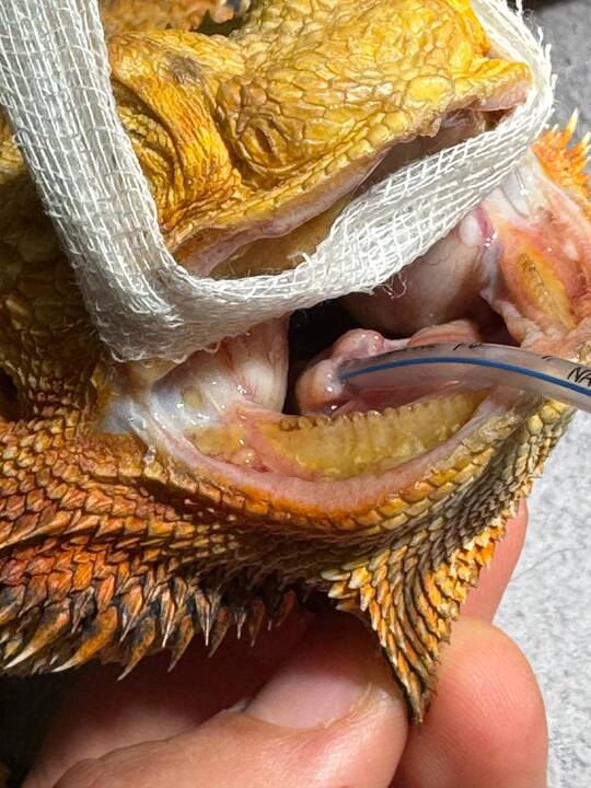 Išskirtiniai: I. Plungytei tenka gydyti net zoologijos sodo gyvūnus. Ant jos rankų – išskirtinė beždžionėlė paprastoji marmozetė.