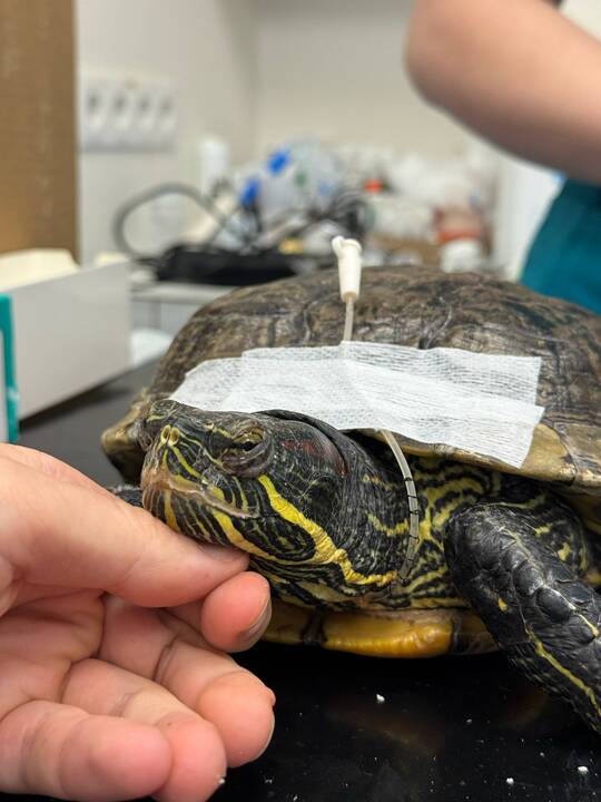 Išskirtiniai: I. Plungytei tenka gydyti net zoologijos sodo gyvūnus. Ant jos rankų – išskirtinė beždžionėlė paprastoji marmozetė.