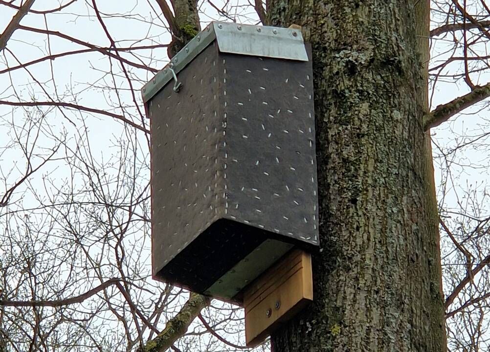 Įvairovė: nors Skulptūrų parke seniai bebuvo kabinami inkilai, jų čia galima rasti įvairių, šiuose gyvens šikšnosparniai.