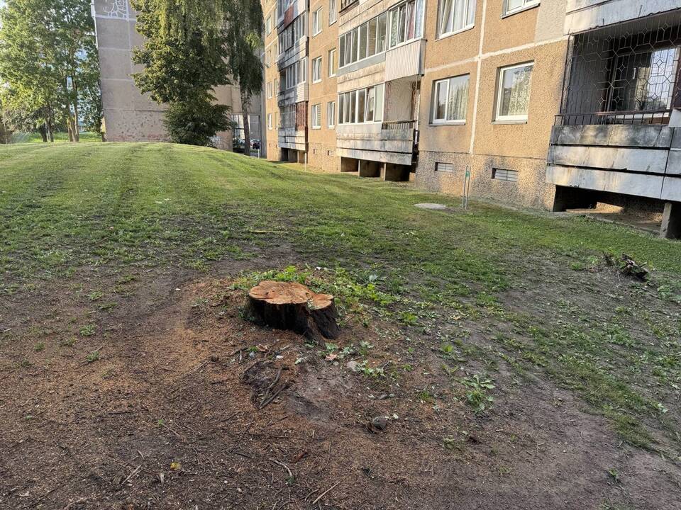 Apgailestavimas: nukirsto medžio vietoje liko tik kelmas. Slyva ir nupjautos alyvos vis dar guli pievoje už namo galo.