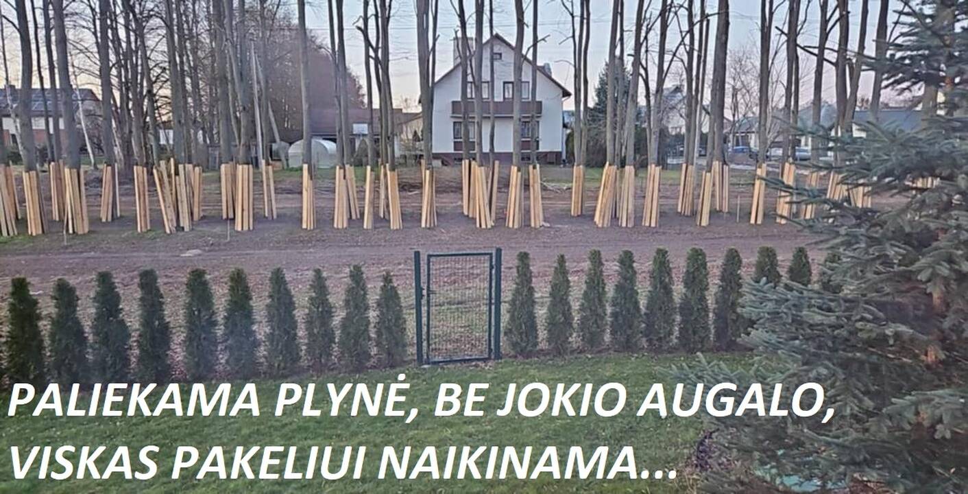 Pozicija: vietiniams gaila nupjautų medžių, tačiau savivaldybės atstovai tikino, kad želdiniai buvo nelegaliai pasodinti, užėmė valstybinę žemę.