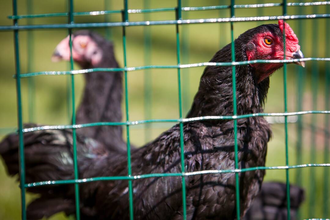 Akcija: papiktino, kad narvuose augintų vištų kiaušinių siūloma įsigyti su nuolaida, taip esą skatinamas pirkimas.