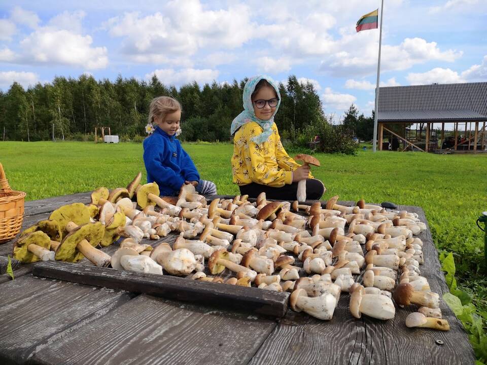 Pasikiškiakopūsteliaudama: kadangi rastų ragų vyras Sigitai neduoda, tenka eiti į mišką ir ieškoti jų pačiai. Laiminga akimirka su radiniu. 