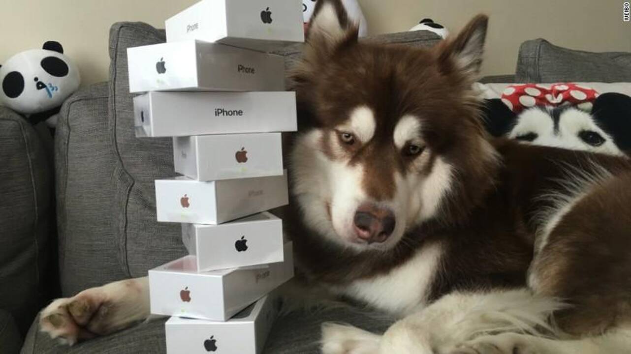 Turtuolio meilė: kinas nupirko 7 naujausius „iPhone'us“ savo šuniui