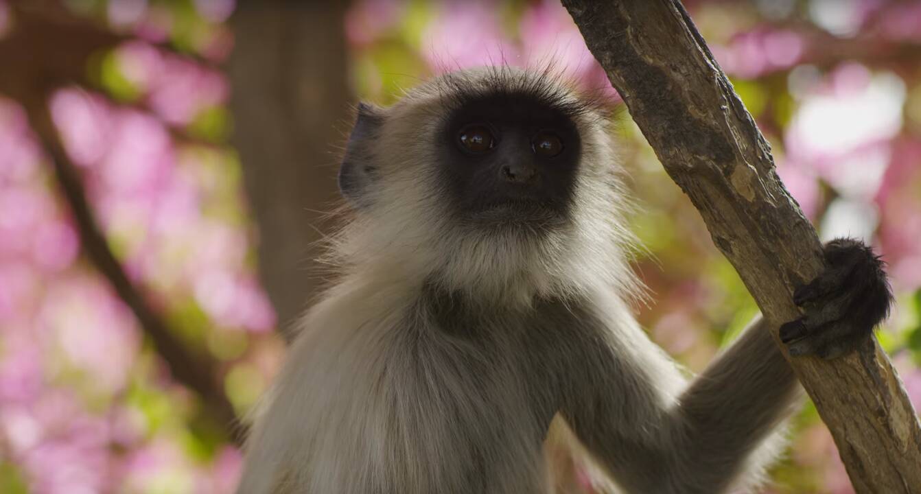 Daugiau nei įspūdinga: kerinti nauja BBC dokumentika „Žemės planeta 2“