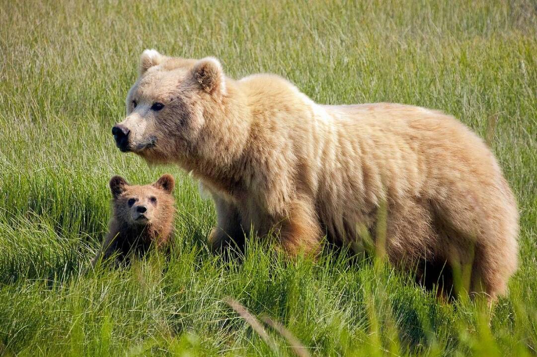 Lokės, saugodamos lokiukus, naudojasi žmonėmis kaip gyvaisiais skydais