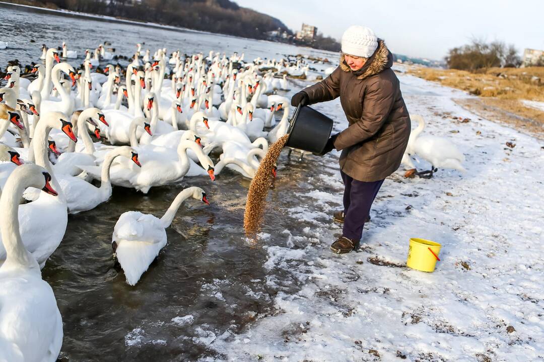 Gulbės Šančiuose