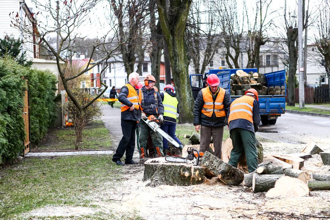 Kertami medžiai Žaliakalnyje