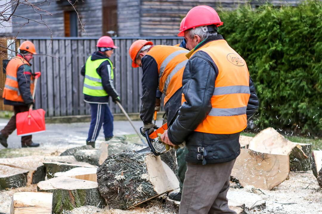 Kertami medžiai Žaliakalnyje