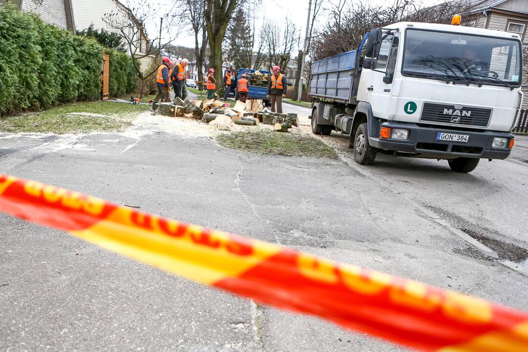 Kertami medžiai Žaliakalnyje