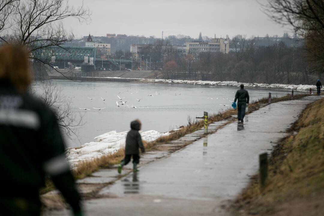 Gulbės gelbėjimo operacija Kaune