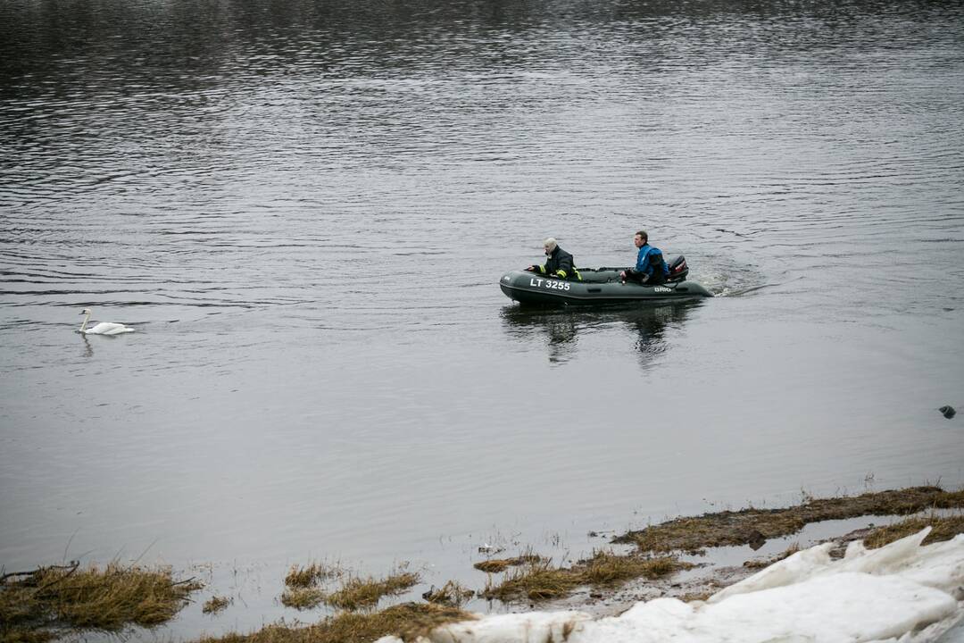 Gulbės gelbėjimo operacija Kaune