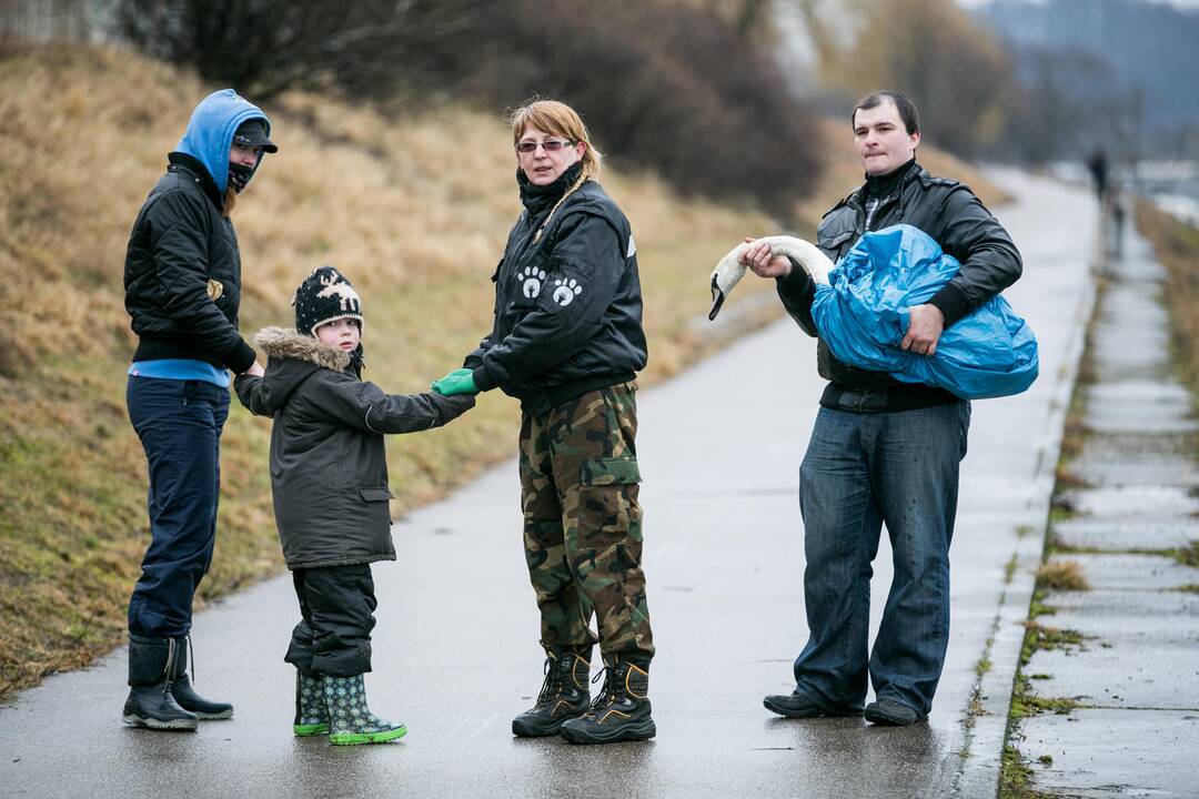 Gulbės gelbėjimo operacija Kaune