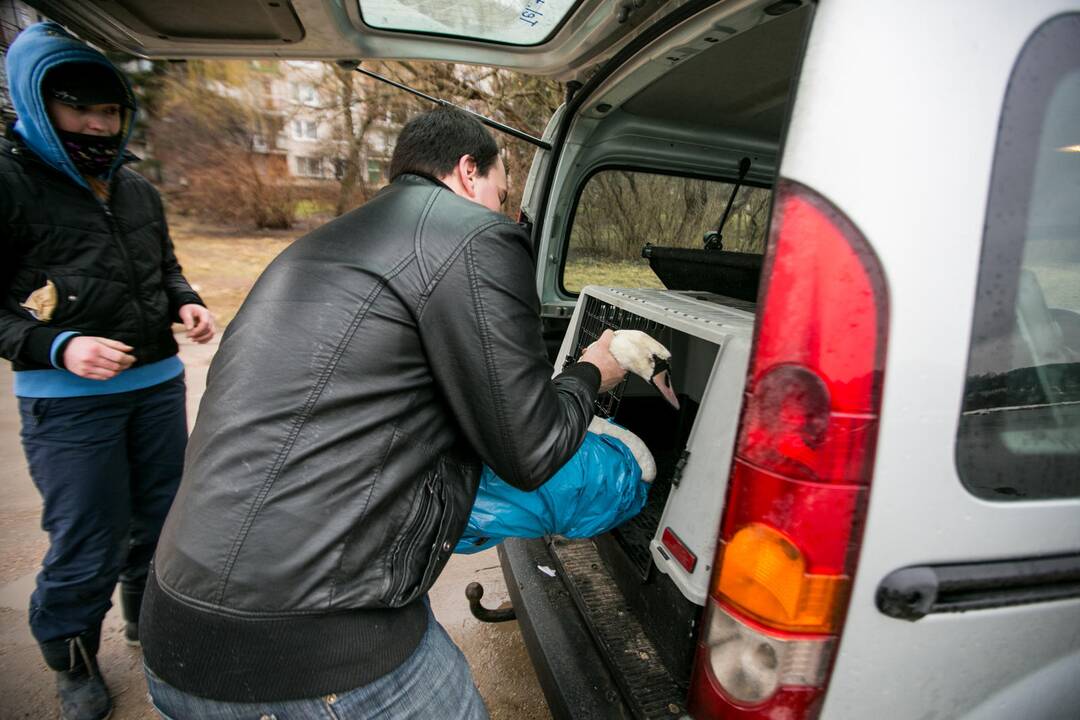Gulbės gelbėjimo operacija Kaune