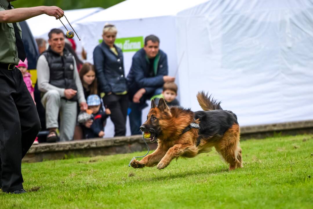 Kauno Hanza dienos 2015