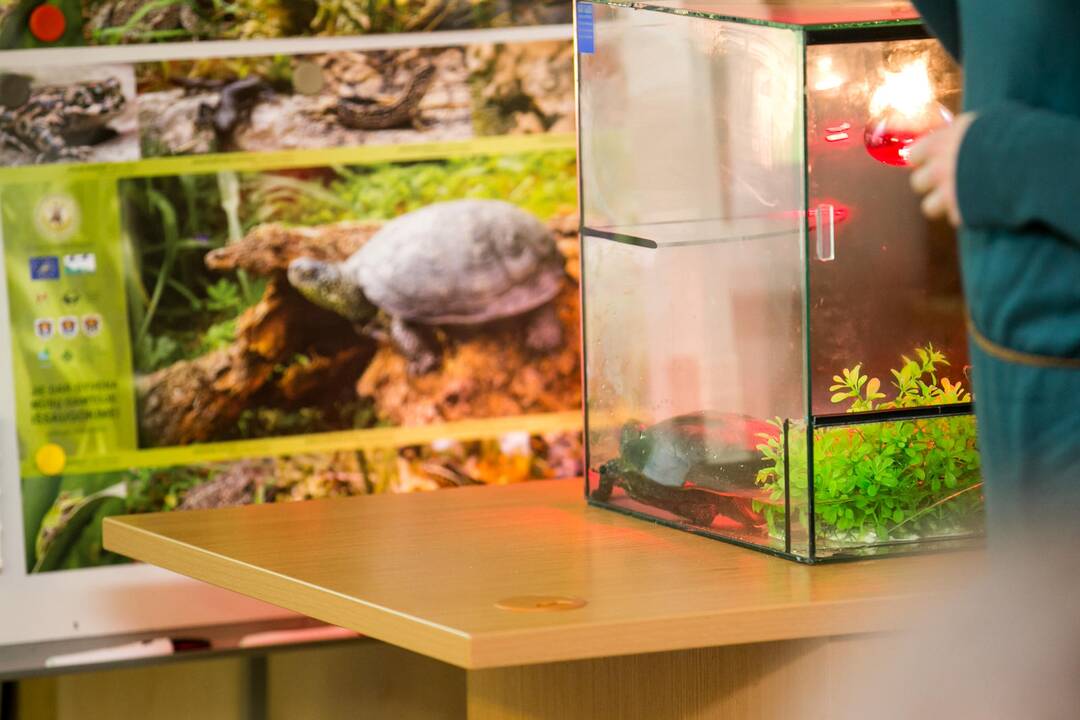 Vėžliukų žiema zoologijos sode