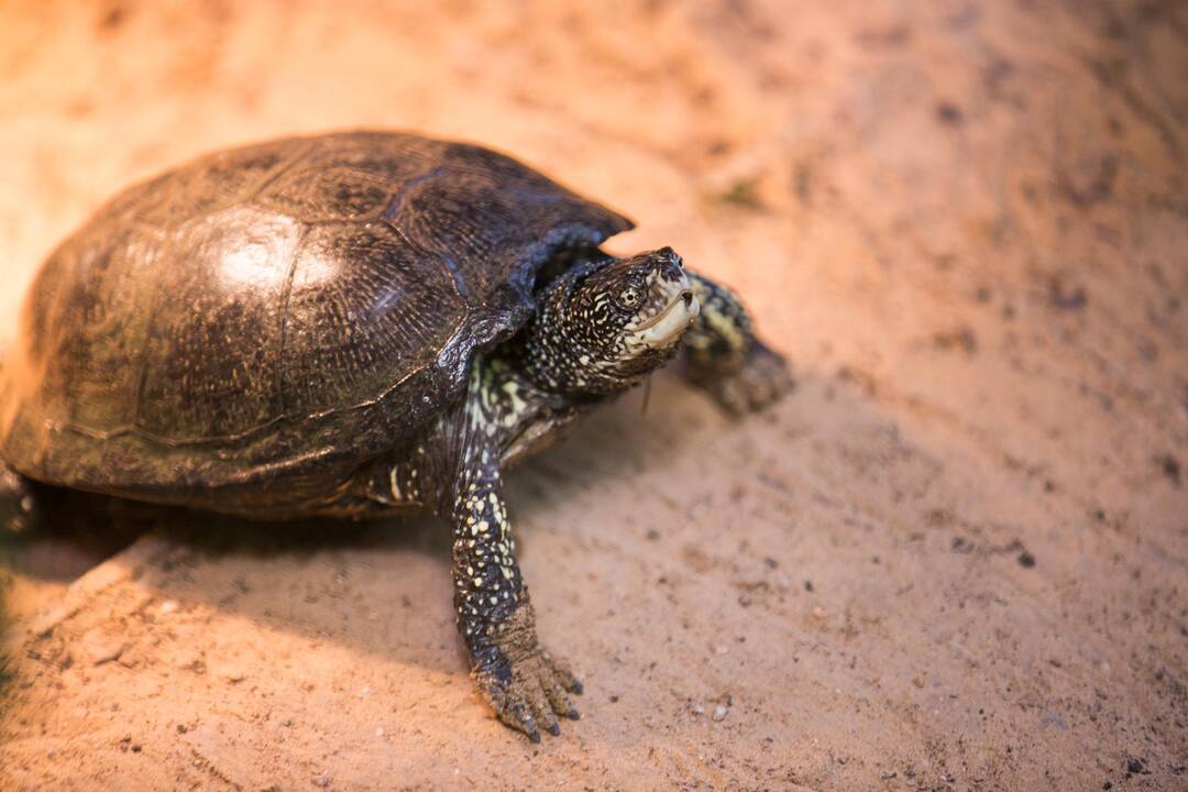 Vėžliukų žiema zoologijos sode