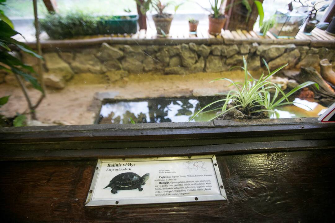 Vėžliukų žiema zoologijos sode