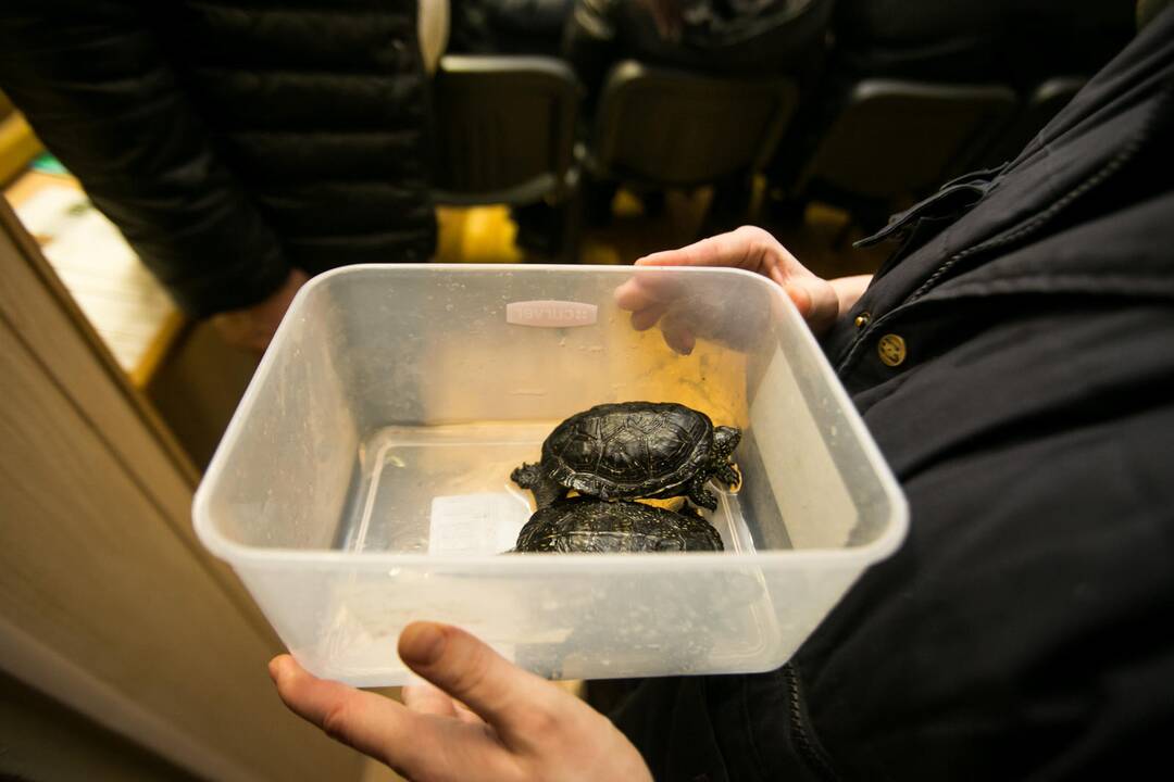Vėžliukų žiema zoologijos sode
