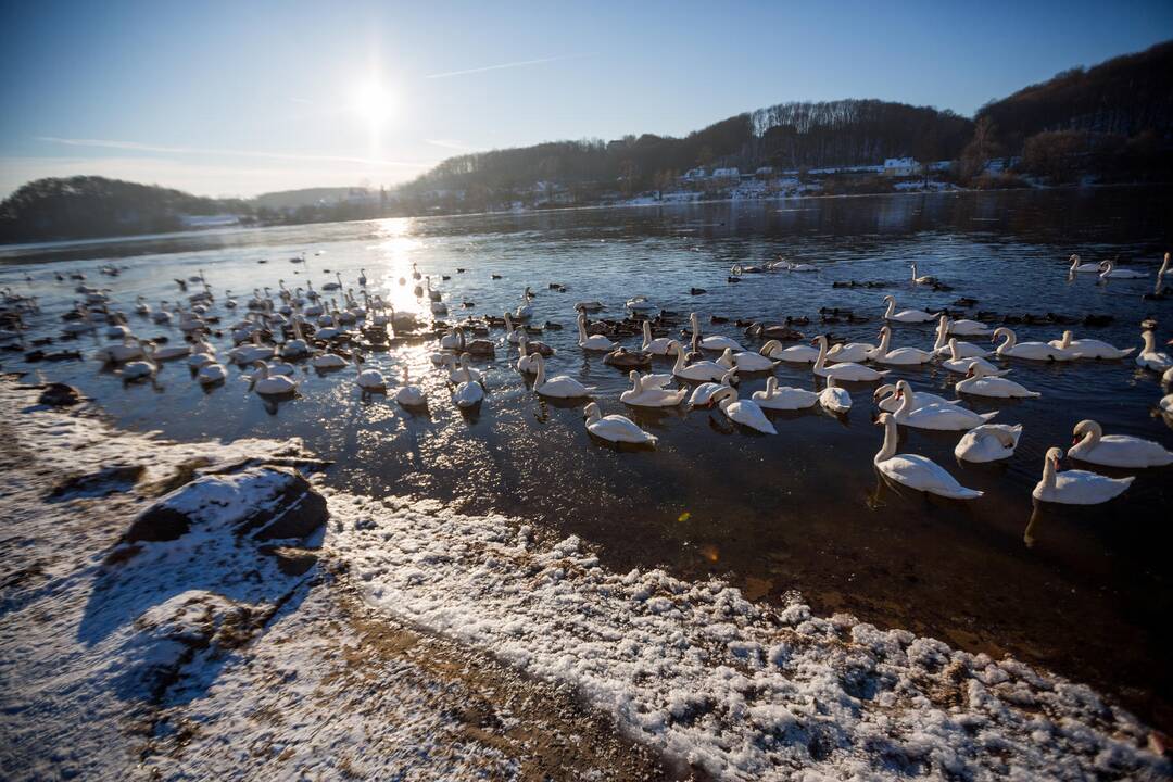 Neišskridusiems paukščiams jau reikia pagalbos