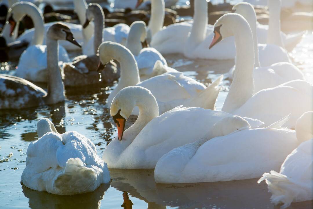 Neišskridusiems paukščiams jau reikia pagalbos