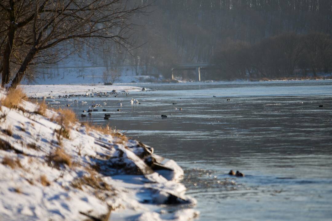 Neišskridusiems paukščiams jau reikia pagalbos