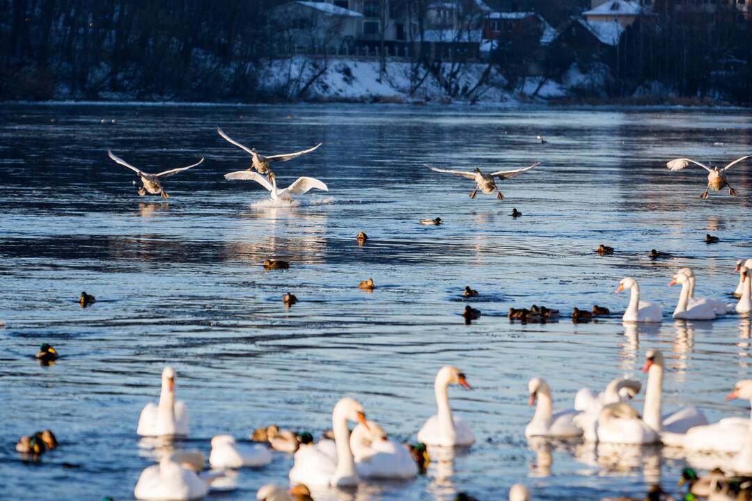 Neišskridusiems paukščiams jau reikia pagalbos
