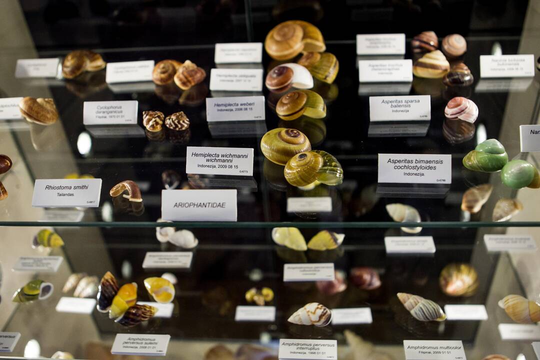Zoologijos muziejuje atidaryta kriauklų ekspozicija