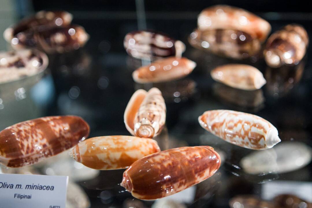 Zoologijos muziejuje atidaryta kriauklų ekspozicija