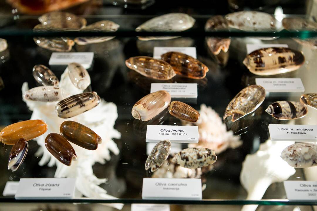 Zoologijos muziejuje atidaryta kriauklų ekspozicija