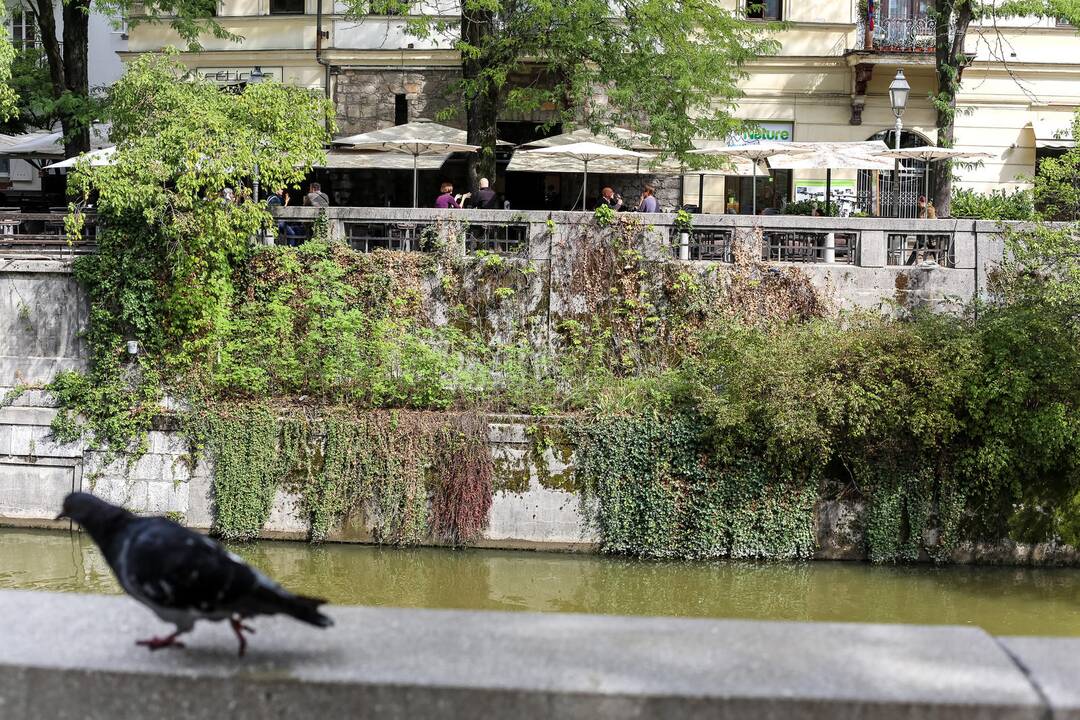 Į siauras Liublianos senamiesčio gatveles krepšinis neprasibrovė