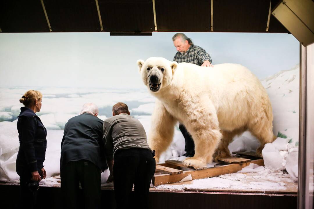 Kasparas persikėlė į T.Ivanausko zoologijos muziejų