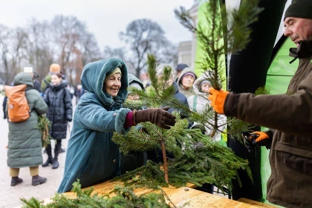 Miškininkų organizuojama nemokamų eglės šakų dalijimo akcija